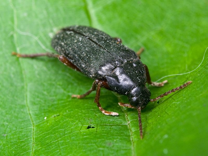Melandrya barbata (Fabricius, 1792)